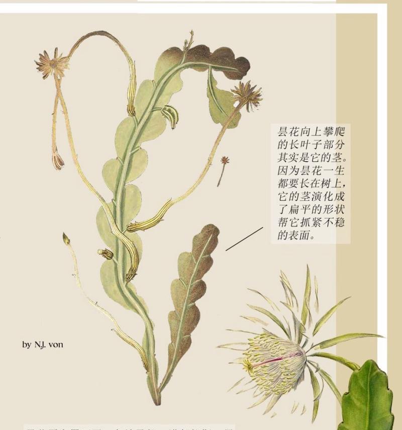 昙花的养殖技巧是什么？