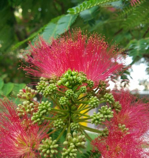 榕树开花时，它的花朵名称是什么？