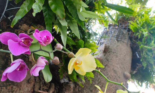 榕树开花时，它的花朵名称是什么？