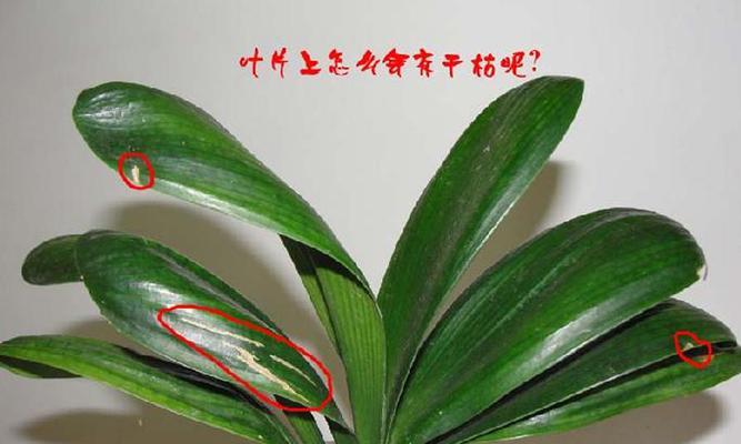 君子兰分株步骤详解？