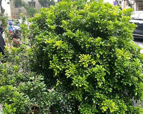 米兰品种有哪些？米兰品种的种植技巧是什么？