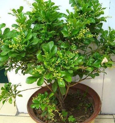 米兰品种有哪些？米兰品种的种植技巧是什么？