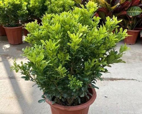 米兰品种有哪些？米兰品种的种植技巧是什么？