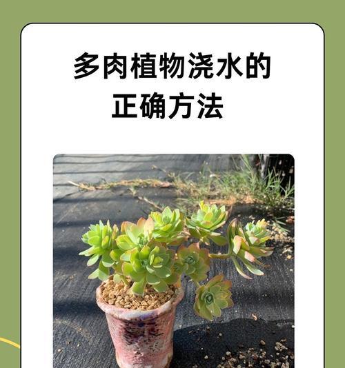 仙人球冬季浇水的注意事项是什么？如何避免烂根？