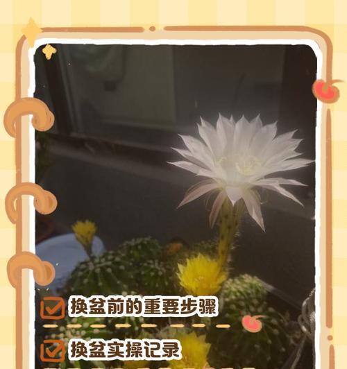仙人球冬季浇水的注意事项是什么？如何避免烂根？