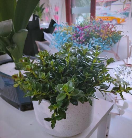 吊兰有哪些独特特点？如何养护才能保持健康？