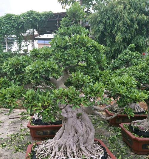榕树盆景造型有哪些步骤？如何保持造型持久？