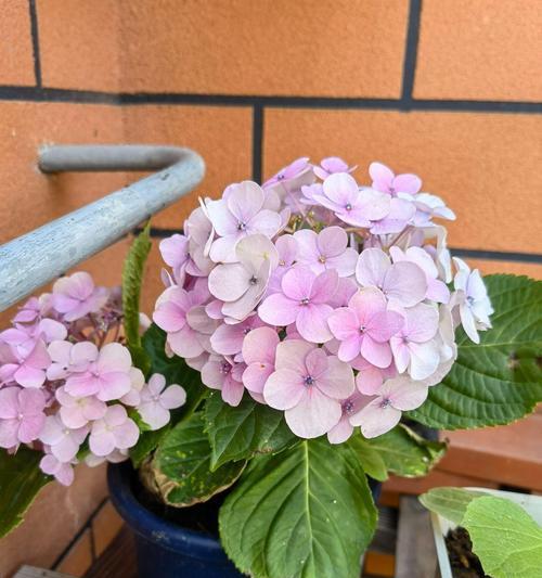 绣球花浇水的最佳时机和方法是什么？