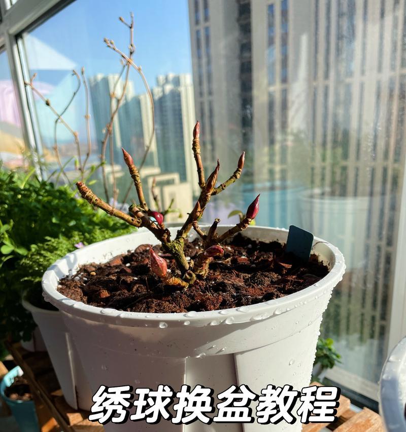绣球花浇水的最佳时机和方法是什么？