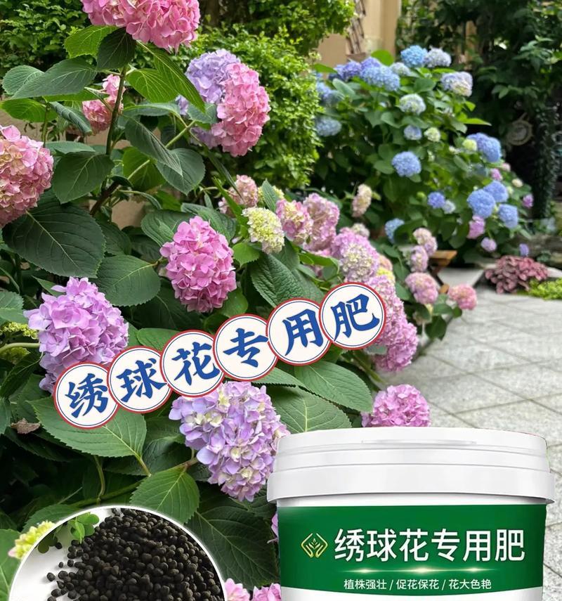 绣球花浇水的最佳时机和方法是什么？