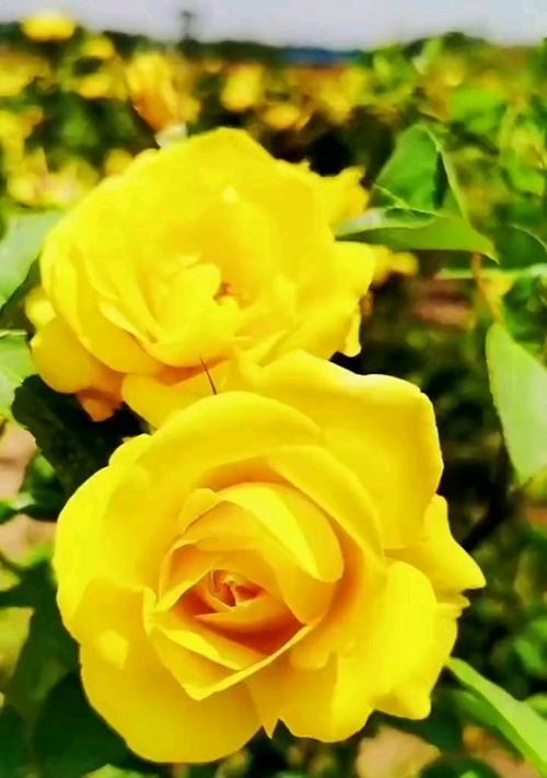 黄玫瑰的花语是什么？它在送花时传达了什么情感？