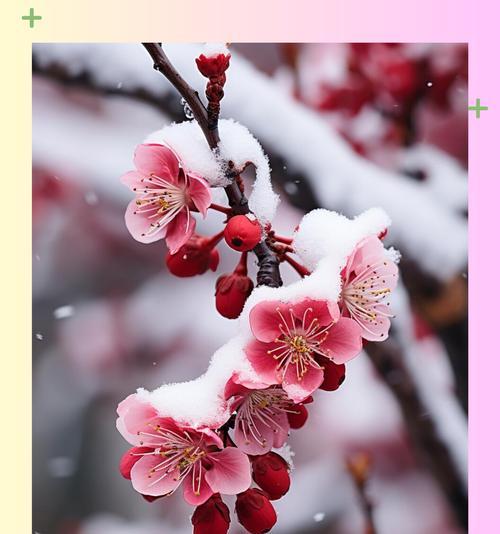 梅花的花语是什么？