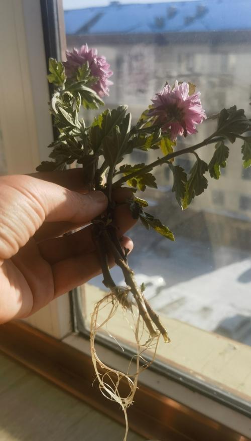 小雏菊种子种植的技巧有哪些？