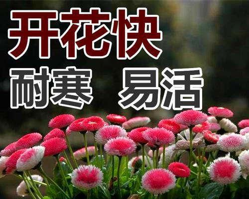 小雏菊种子种植的技巧有哪些？