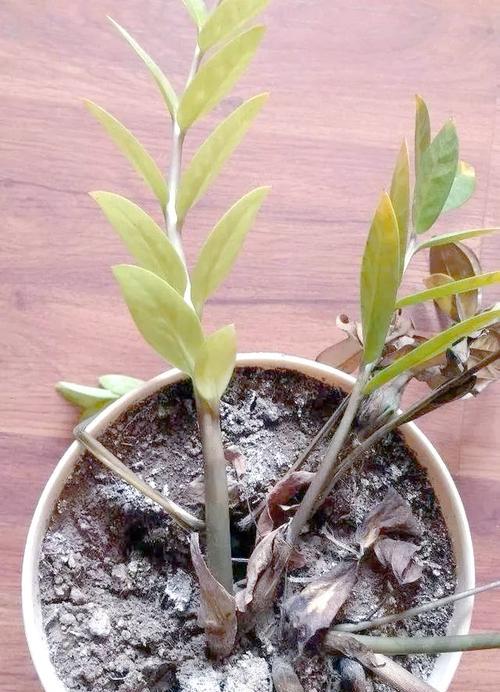花根腐烂怎么办？如何拯救受损的植物根系？