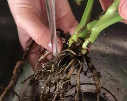 花根腐烂怎么办？如何拯救受损的植物根系？