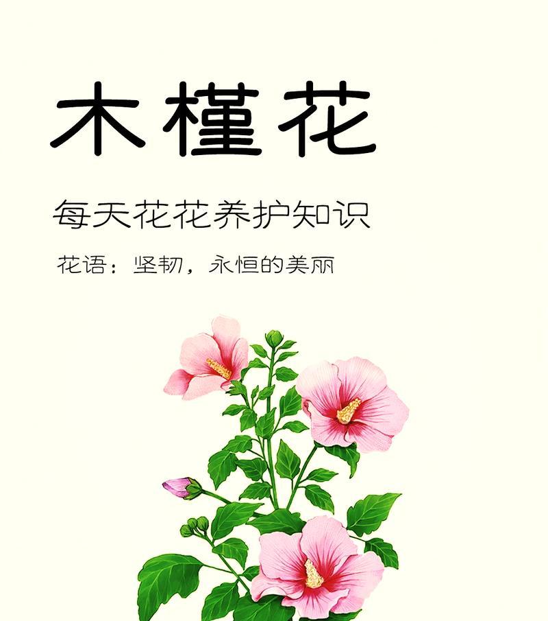 扶桑牡丹花的养护方法有哪些？