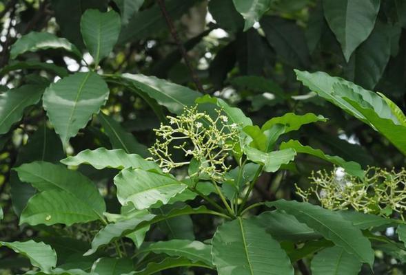 夹竹桃科植物包括哪些？夹竹桃科植物的特点是什么？
