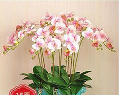 室内花卉品种植物大全有哪些？如何选择适合的室内植物？