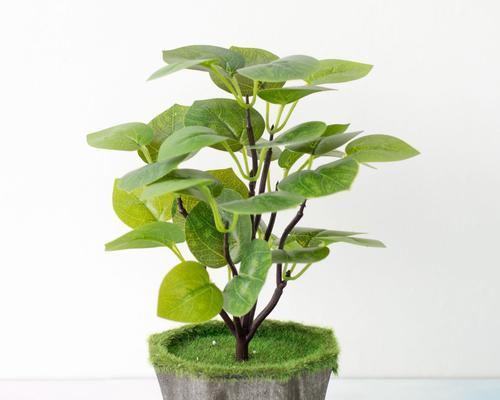 室内花卉品种植物大全有哪些？如何选择适合的室内植物？