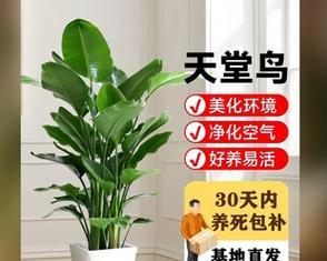 室内花卉品种植物大全有哪些？如何选择适合的室内植物？