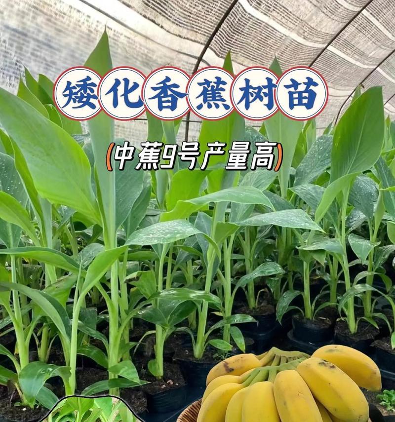 芭蕉的养殖方法是什么？芭蕉养殖的常见问题有哪些？