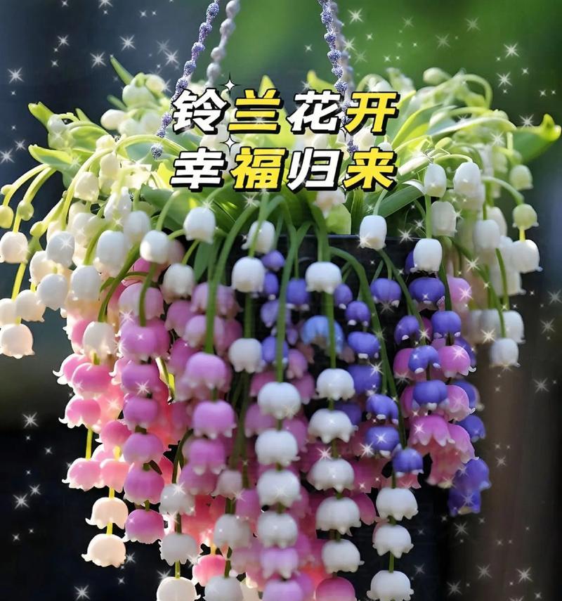 铃兰的花语和象征意义是什么？