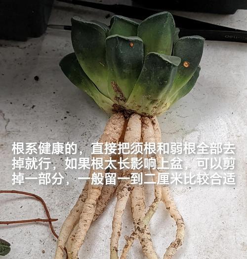 盆土肥沃的秘诀和方法有哪些？