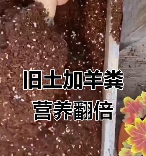 盆土肥沃的秘诀和方法有哪些？