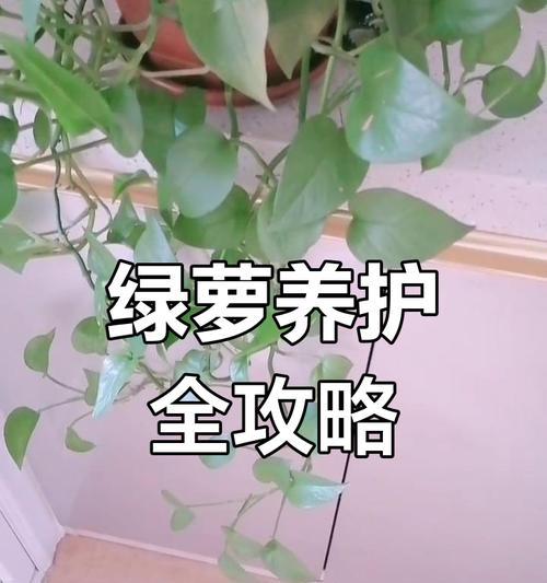 绿萝的养殖和管理方法是什么？