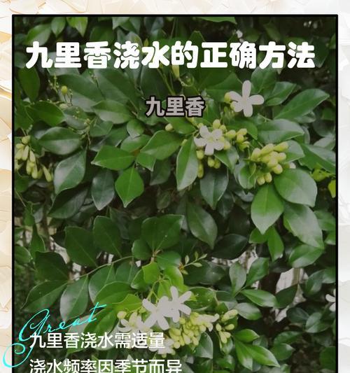 九里香烂根了怎么处理？如何预防？