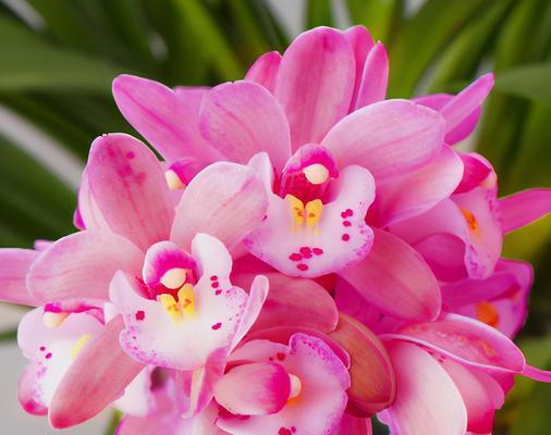 珍贵花卉品种有哪些？如何养护珍贵花卉品种？