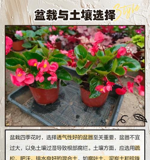 珍贵花卉品种有哪些？如何养护珍贵花卉品种？
