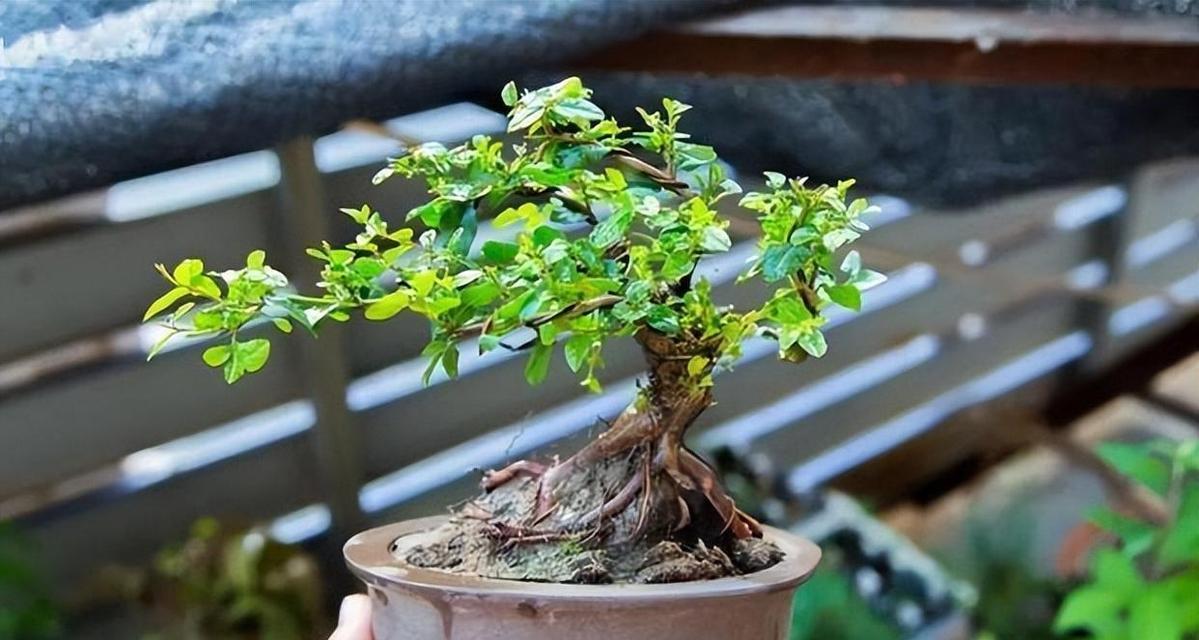 雀梅是什么植物？它在园艺中的价值和特点是什么？