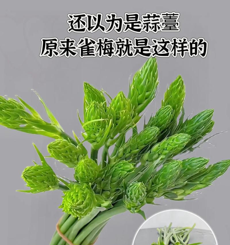 雀梅是什么植物？它在园艺中的价值和特点是什么？