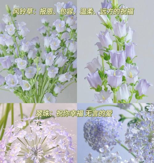 草花品种有哪些？如何选择适合自己的草花？