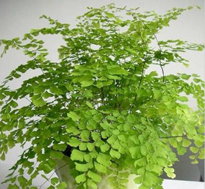 吊萝的养殖技巧有哪些？吊萝生长环境如何设置？