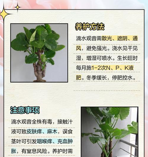 滴水观音夏季的养护技巧有哪些？