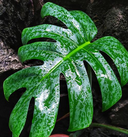 滴水观音夏季的养护技巧有哪些？