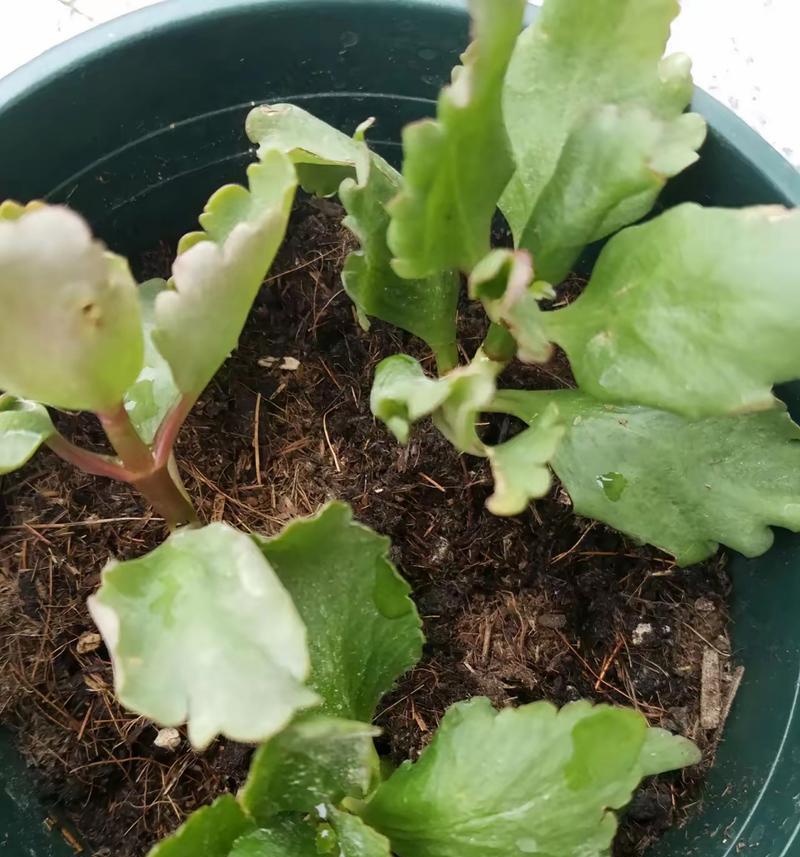 长寿花花朵萎蔫怎么办？如何恢复？