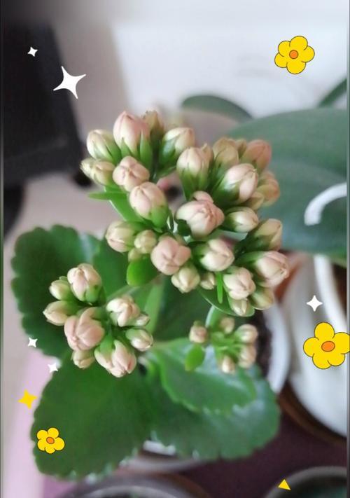 长寿花花朵萎蔫怎么办？如何恢复？