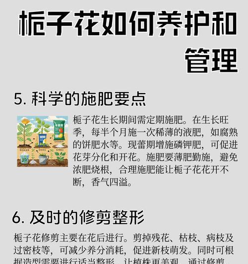 花卉施肥的正确方法和注意事项有哪些？