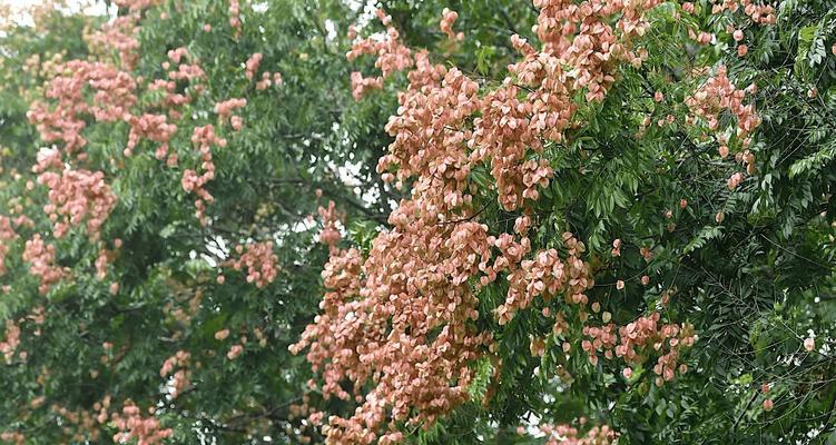 秋天有哪些花名？秋季赏花推荐有哪些？