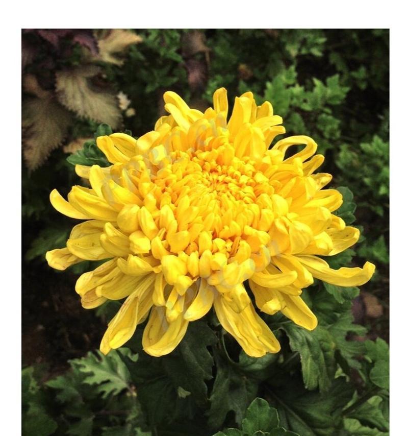 秋天有哪些花名？秋季赏花推荐有哪些？