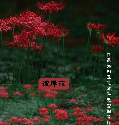 秋天有哪些花名？秋季赏花推荐有哪些？