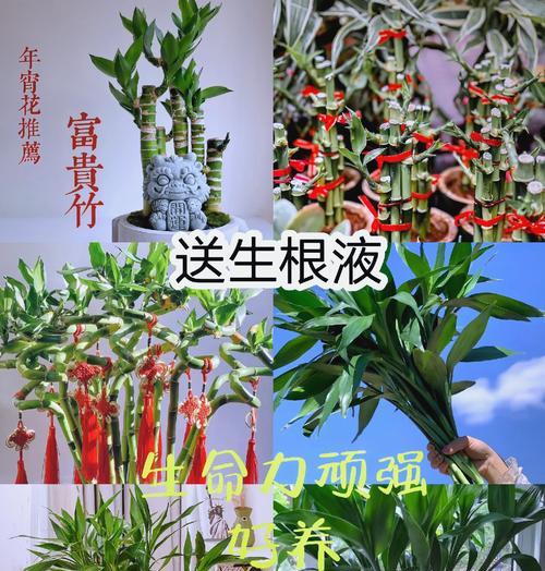 富贵竹搭配哪种花更显富贵？有哪些搭配技巧？