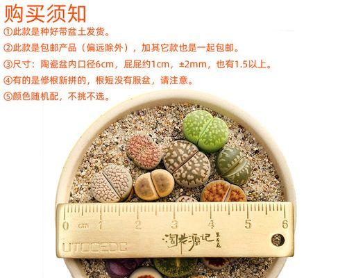 石头花种植步骤详解？