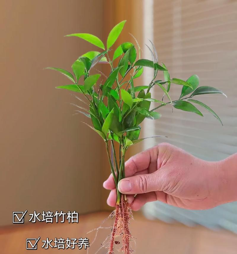 开运竹的养殖方法有哪些？