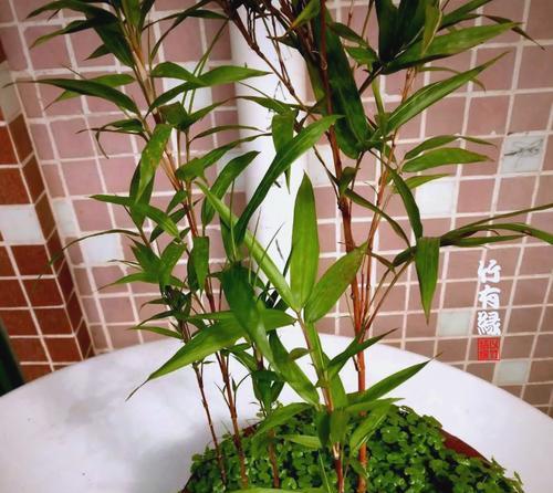 开运竹的养殖方法有哪些？