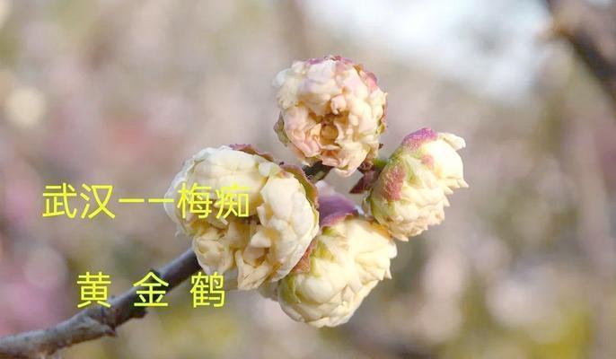 黄金梅花的养殖技巧是什么？